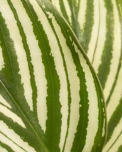 Eine Nahaufnahme eines kräftigen grün-weißen Calathea vittata-Blattes ergibt ein auffälliges Muster. Die glatte Oberfläche hebt den scharfen Farbkontrast vor einem ähnlichen Blatthintergrund hervor und zeigt das Design der Natur. Enthalten im „Babypflanzen fürs Badezimmer (6er Set)“.