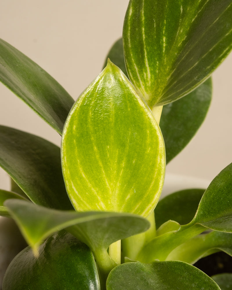 Ein lebendiger Philodendron Birkin aus der Serie Babypflanzen fürs Badezimmer (6er Set) zeigt glänzend grüne Blätter mit subtilen Farbverläufen, die sich deutlich vor einem sanft verschwommenen Hintergrund abheben.