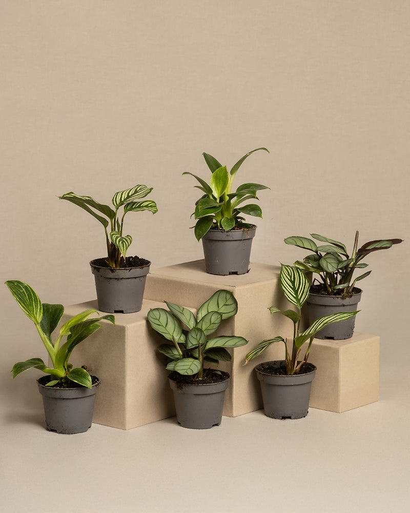 Das 6er-Set „Babypflanzen fürs Badezimmer“ umfasst sechs bezaubernde kleine Topfpflanzen, darunter einen Philodendron Birkin und eine Calathea Vittata, die elegant auf beigen Blöcken vor einem beruhigenden hellbeigen Hintergrund präsentiert werden, wodurch ihre vielfältigen grünen Blattmuster hervorgehoben werden.