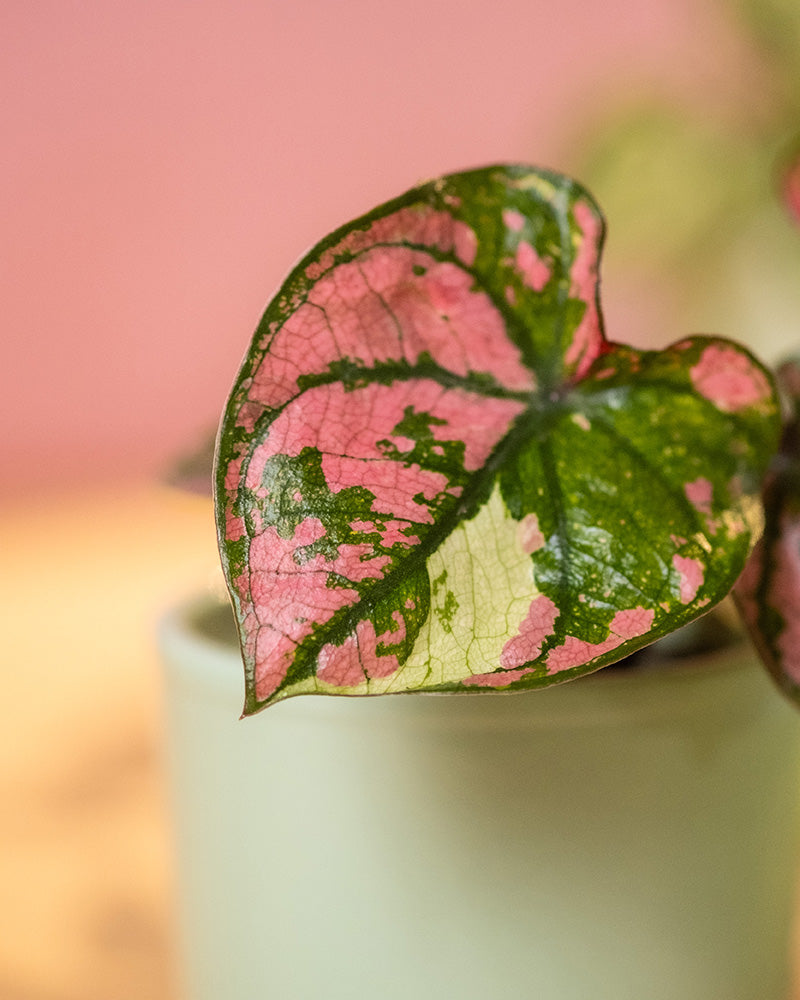 Detailaufnahme Baby Caladium 'Purple Light' Blatt