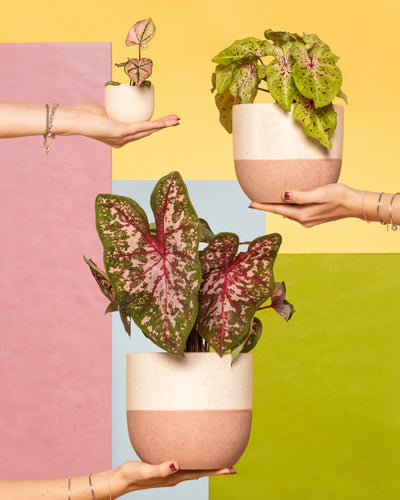 Drei Hände halten Topfpflanzen unterschiedlicher Größe mit leuchtend grünen Blättern, einige davon gesprenkelt mit Caladium-Pflanzen-Set. Der Hintergrund besteht aus bunten Pastellblöcken in Gelb, Rosa, Blau und Grün.