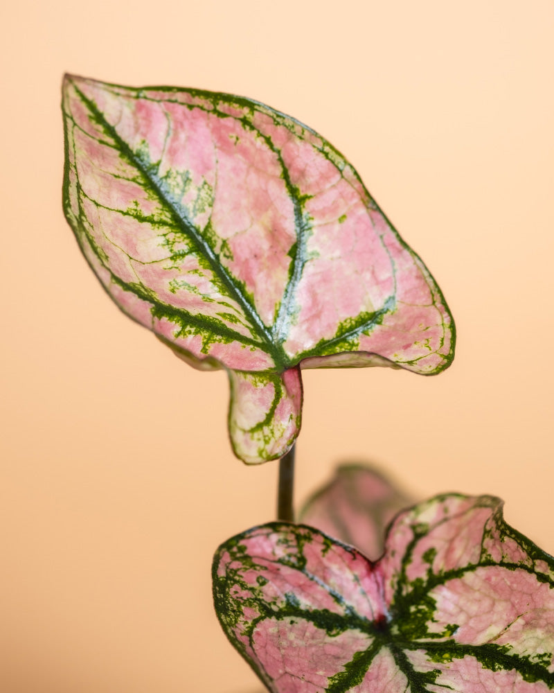 Nahaufnahme von zwei rosa und grünen Blättern des Caladium Pflanzen-Set vor einem zartpfirsichfarbenen Hintergrund. Die Blattadern sind deutlich grün und bilden einen schönen Kontrast zu den rosa Farbtönen.