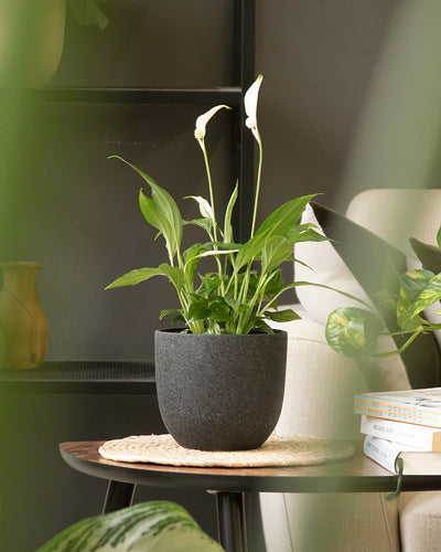 Eine gesunde Friedenslilie im Topf mit langen grünen Blättern und weißen Blüten steht auf einer geflochtenen Matte auf einem runden Holztisch. Auf dem Tisch, der mit dem Keramik-Topfset „Direito“ (18, 16, 7) geschmückt ist und neben einem weißen gepolsterten Stuhl steht, steht auch ein Stapel Bücher. Im Vordergrund ist grünes, verschwommenes Laub zu sehen.