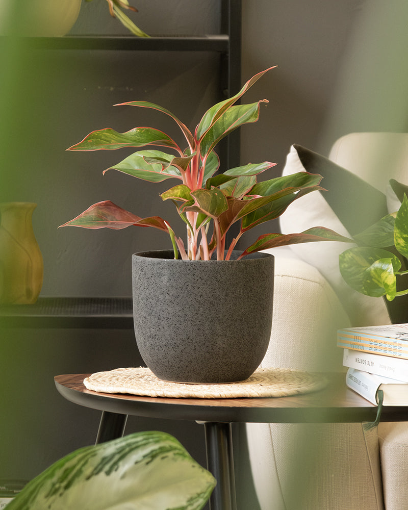 Eine kleine, üppige Topfpflanze mit grünen und rosa Blättern steht auf einem runden Beistelltisch aus Holz in einem gemütlichen Wohnzimmer. Der Tisch mit einem gewebten Tischset enthält das Keramik-Topfset „Direito“ (16, 14, 7) und steht neben einem beigen Sofa. Verschiedene andere Zimmerpflanzen und ein Stapel Bücher tragen zum einladenden Ambiente bei.