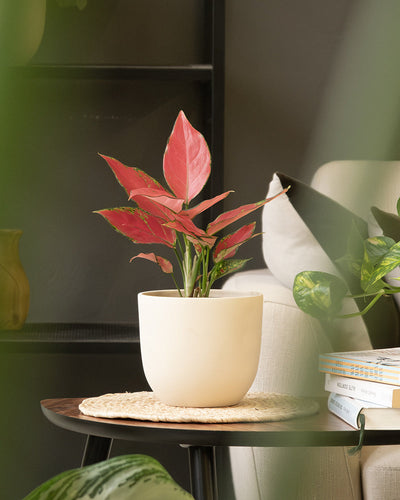 Eine kleine Pflanze mit leuchtend rosa und grünen Blättern steht in einem schlichten Keramiktopfset „Direito“ (4 × 14). Der Topf steht auf einem runden Tisch mit einem geflochtenen Untersetzer. In der Nähe stehen Stapel Bücher und eine weitere grüne Zimmerpflanze, im Hintergrund ein Sofa und andere Wohnaccessoires.