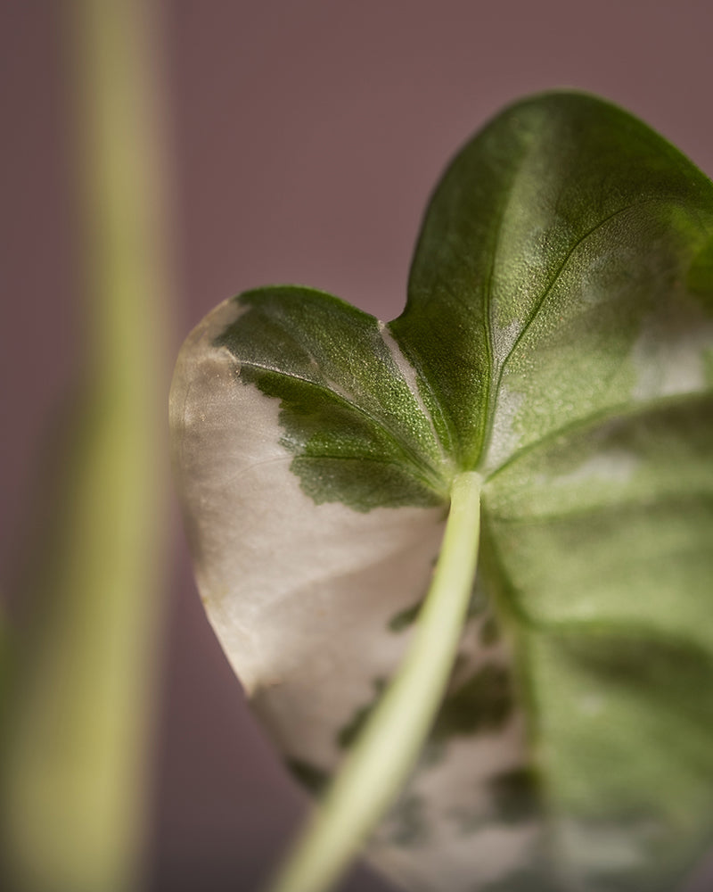 Detailaufnahme vom Blatt der Alocasia micholitziana frydek variegata