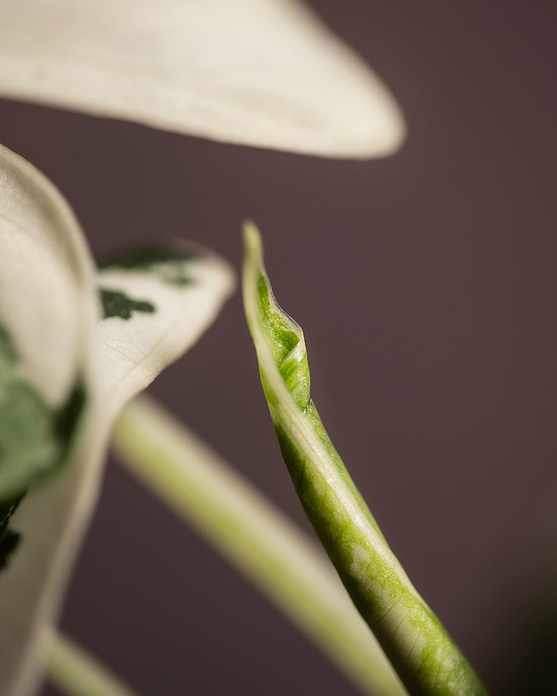 Detailaufnahme vom Blatt der Alocasia micholitziana frydek variegata