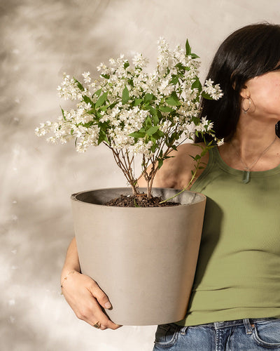 Eine Frau trägt einen Topf mit einer Deutzia gracilis Pflanze