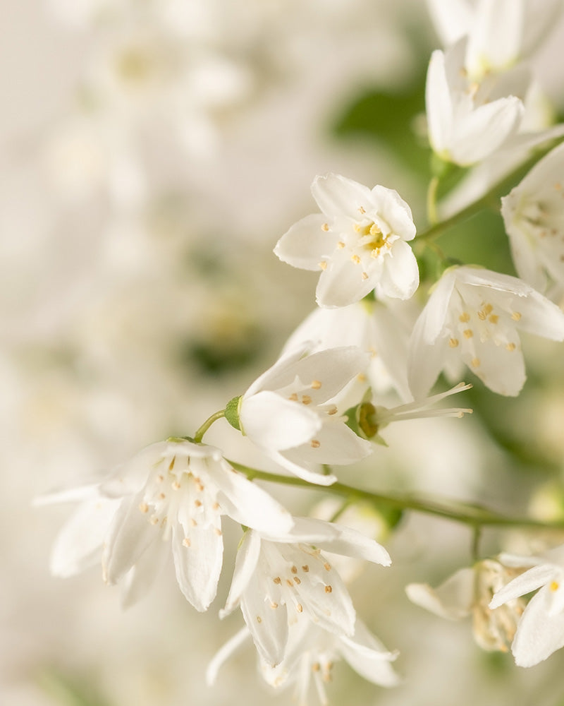 Blüten der Deutzia gracilis