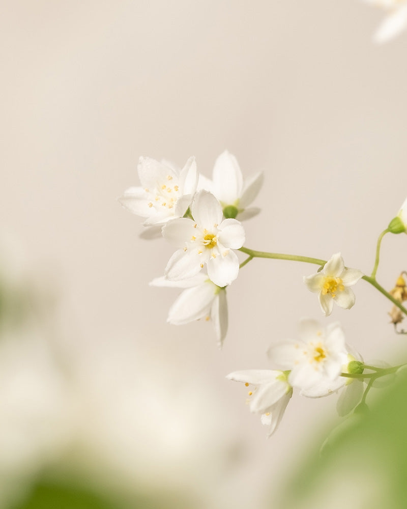 Blüten der Deutzia gracilis