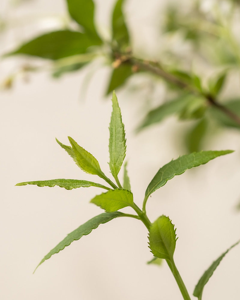 Detailbilder von Deutzia gracilis