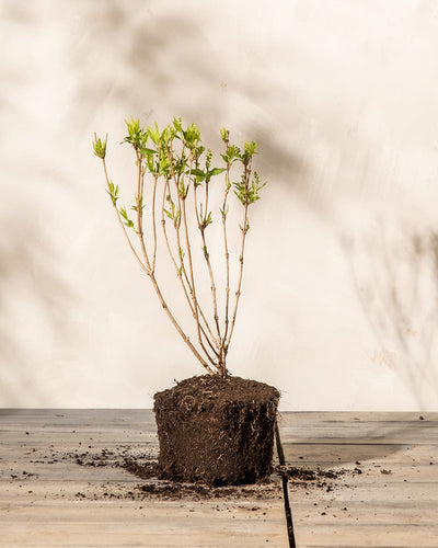 Eine Deutzia gracilis mit mehreren dünnen Stängeln und grünen Blättern steht auf einer Holzfläche. Ihr Wurzelballen ist von Erde umgeben und steht vor einer schlichten, hellen Wand, die weiche Schatten wirft.