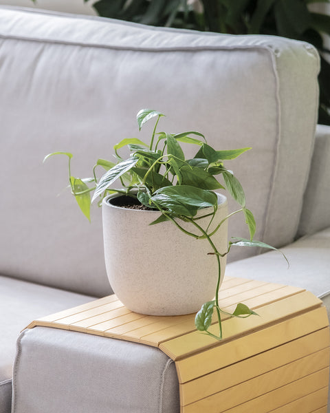 Epipremnum pinnatum 'Cebu Blue' in einem Keramiktopf von feey