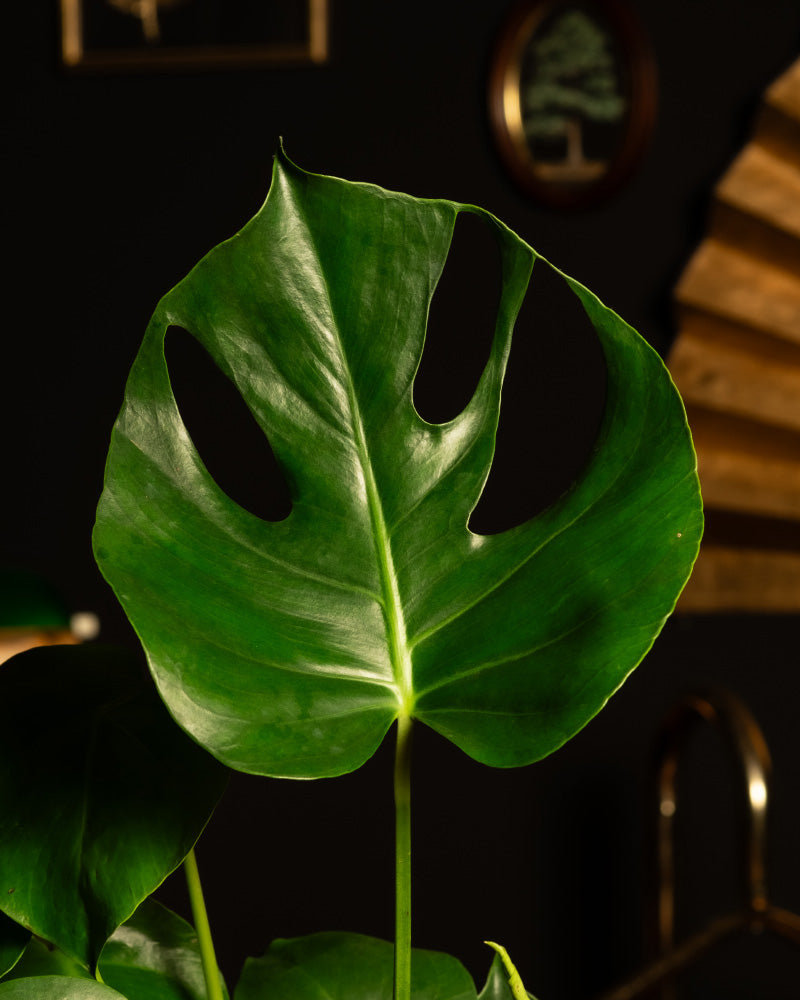 Ein Monstera-Blatt mit charakteristischen Ausschnitten zieht vor einem schattigen Hintergrund die Aufmerksamkeit auf sich und zaubert den Charme eines Extra-Pflanzen zum Adventskalenders. Die Kulisse wird durch einen verschwommenen Holzfächer und gerahmte Kunstwerke im Hintergrund aufgewertet, die der Szene eine künstlerische Atmosphäre verleihen.