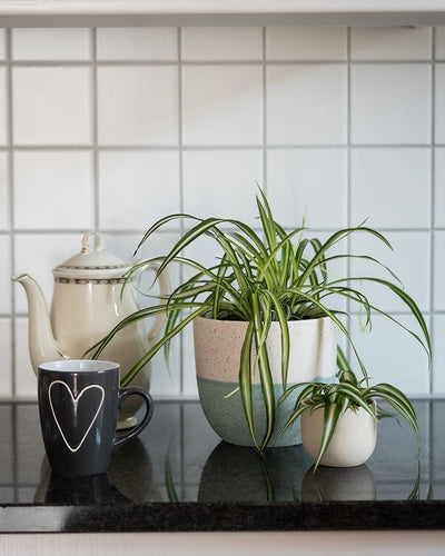 Eine Küchentheke mit einem Familienzuwachs-Set: eine weiße Teekanne, eine schwarze Tasse mit weißem Herzdesign und zwei Grünlilien in Töpfen. Der Hintergrund ist eine weiß geflieste Küchenrückwand. Die größere Pflanze sitzt in ihrem grau-weißen Topf, während die kleinere in ihrem reinweißen Topf eingebettet ist.