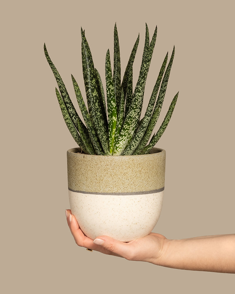 Jemand hält einen Topf mit einer Gasteria verrucosa, die lange, spitze Blätter hat. Der Topf ist rund, zweifarbig in Beige und Cremeweiß und steht vor einem einfarbigen, gedämpften beigen Hintergrund.