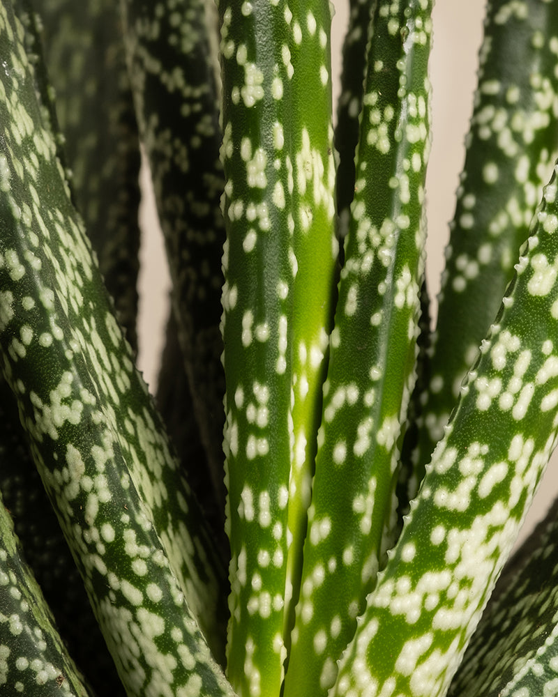 Nahaufnahme der langen, grünen, saftigen Blätter von Gasteria verrucosa mit dicht beieinander liegenden weißen Flecken. Ein neutraler Hintergrund betont die charakteristische Textur und Farbe dieser pflegeleichten Pflanze.