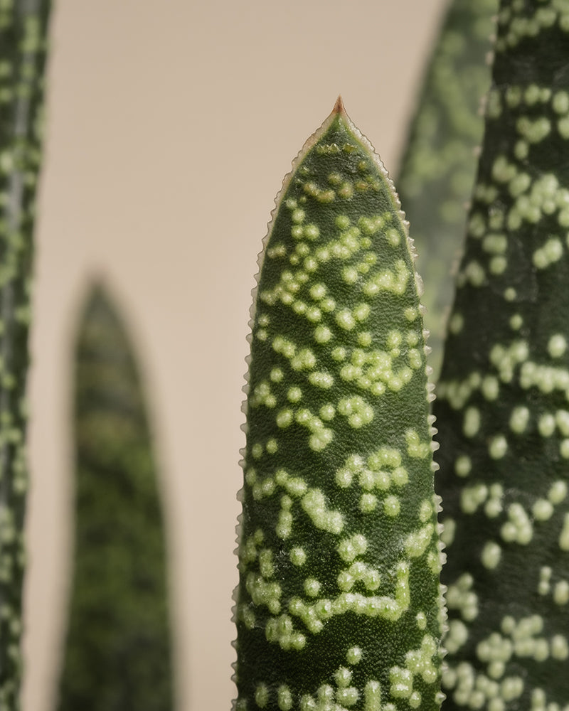 Nahaufnahme einer Gasteria verrucosa, die ihre länglichen, spitzen Blätter mit weißen Sprenkeln auf Dunkelgrün hervorhebt. Der weiche, neutrale Hintergrund betont die Textur und Details des Blattes und unterstreicht seine pflegeleichte Beschaffenheit.