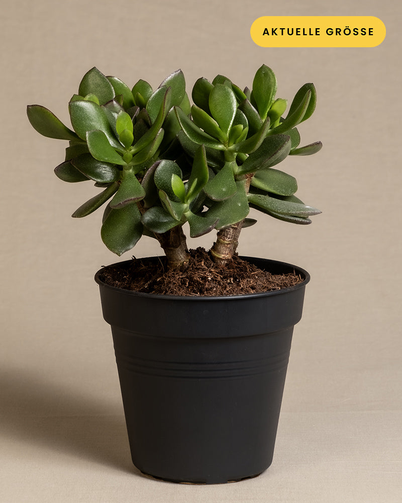 Ein kleiner Geldbaum im Topf, allgemein bekannt als Crassula ovata oder Glücksbaum, mit dicken, fleischigen grünen Blättern ist vor einem neutralen Hintergrund abgebildet. Die Pflanze steckt in einem schwarzen Plastiktopf. „Aktuelle Größe“ steht in gelber Schrift in der oberen rechten Ecke.