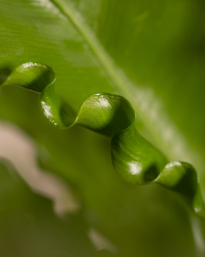 Nahaufnahme eines leuchtend grünen Blattes des Gewellten Nestfarns mit gerüschten Rändern. Die Blattoberfläche erscheint glänzend und glatt und reflektiert das Licht. Der Hintergrund ist unscharf, wodurch die detaillierte Textur und Form der Blattränder des Asplenium nidus hervorgehoben wird.