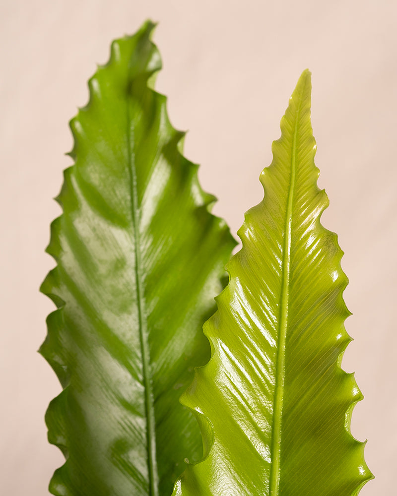 Nahaufnahme von zwei hellgrünen, glänzenden Blättern eines Gewellten Nestfarns (Asplenium nidus) vor einem hellen Hintergrund. Die Blätter haben einen gewellten, gewellten Rand und eine markante Mittelrippe, die dem Bild Struktur und Dimension verleiht.