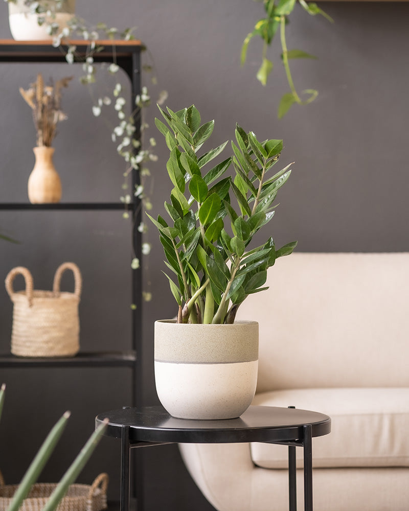 Eine grüne Zamioculcas zamiifolia (Zamioculcas zamiifolia) in einem Keramik-Topfset 'Variado' (18, 16) steht auf einem schwarzen Beistelltisch aus Metall. Im Hintergrund stehen eine beige Couch, ein schwarzes Regal mit Dekoartikeln und einige hängende Zimmerpflanzen.