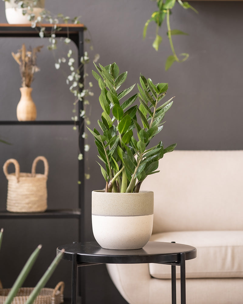 Auf einem runden schwarzen Tisch steht eine Zamioculcas-Pflanze im Topf. Das Keramik-Topfset „Variado“ (2 × 18, 2 × 14, 2 × 7) ist zweifarbig mit einer beigen Oberseite und einer weißen Unterseite. Im Hintergrund befinden sich dekorative Elemente, darunter ein Regal mit Körben und Vasen, eine Hängepflanze und ein helles Sofa.