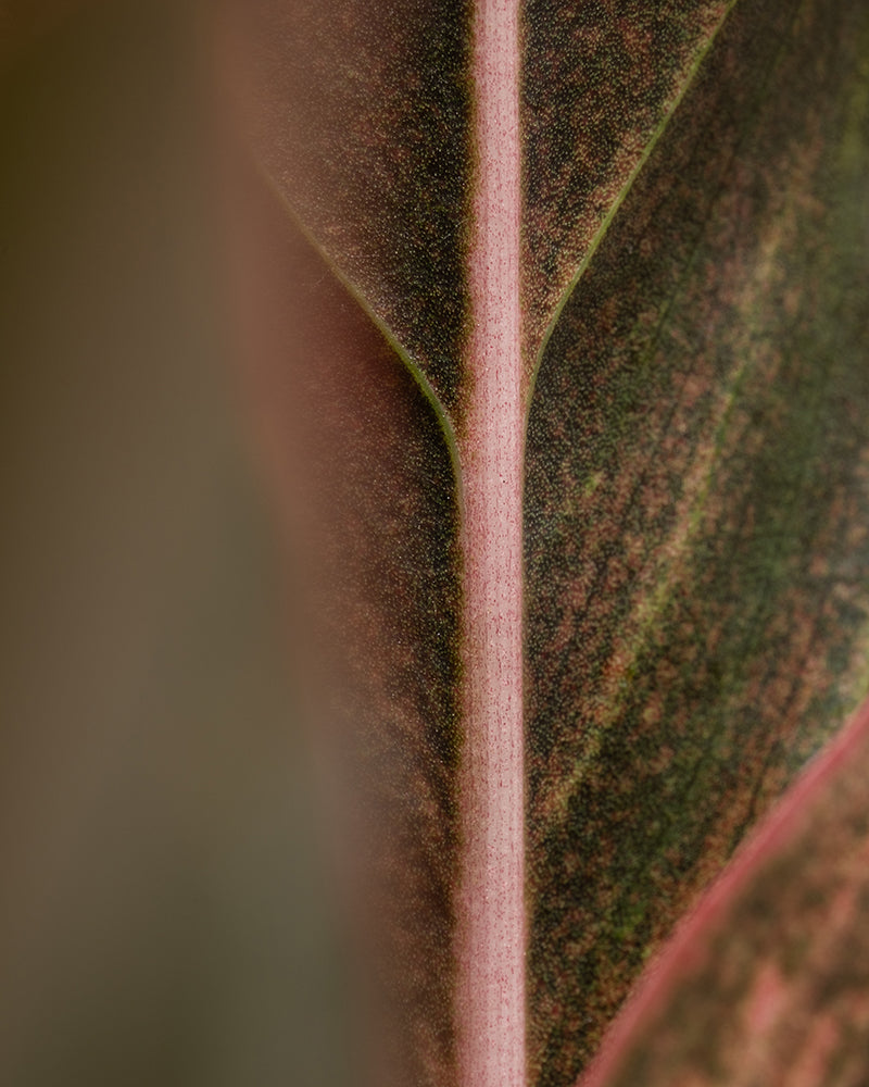 Nahaufnahme eines Blattes der Großen Aglaonema Jungle Red mit einer auffälligen blassrosa Ader, die vertikal durch die Mitte verläuft. Das Blatt hat eine komplexe Textur mit verschiedenen Grüntönen und zartrosa Untertönen, die ein weiches, organisches Muster bilden – die perfekte Deko für Zuhause.