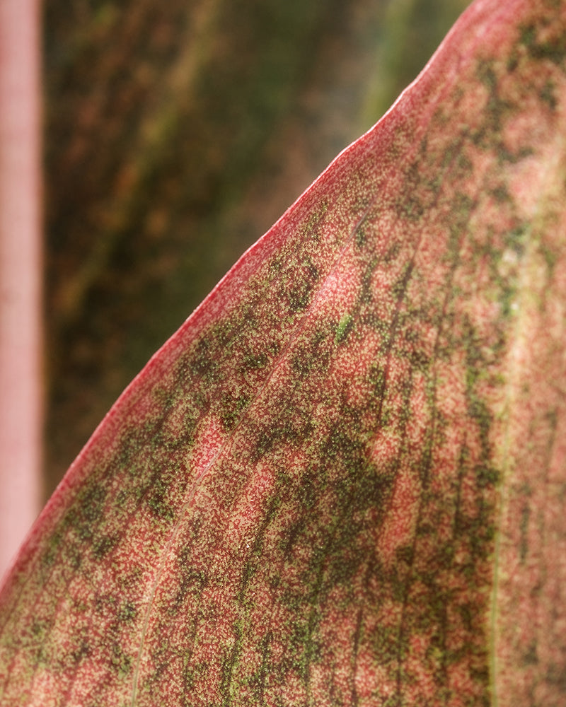 Aglaonema Jungle Red