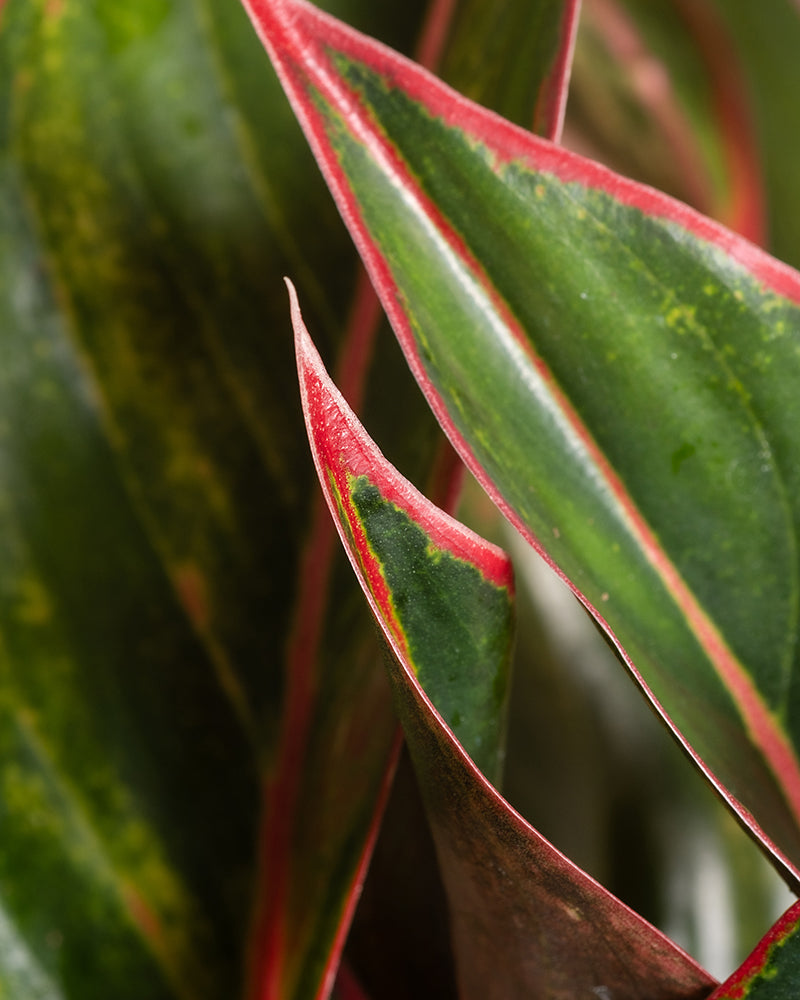 Aglaonema Jungle Red