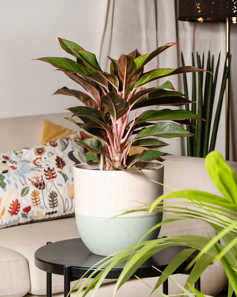 Eine große Aglaonema Jungle Red mit leuchtend grünen und rosa Blättern steht auf einem schwarzen Beistelltisch in einem modernen Wohnzimmer. Der Topf ist oben weiß und unten hellblau. Im Hintergrund steht ein beiges Sofa mit einem dekorativen Kissen und einer weiteren großen Pflanze, die für perfekte Deko für Zuhause sorgt.