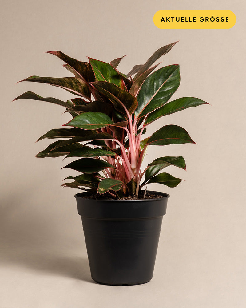 Eine Große Aglaonema Jungle Red mit dunkelgrünen und rosa Blättern steht vor einem neutralen Hintergrund. Die Große Aglaonema Jungle Red steckt in einem schwarzen Plastiktopf. Ein gelbes Etikett in der oberen rechten Ecke enthält den Text „AKTUELLE GRÖSSE“ – ein perfektes Dekostück für Zuhause.