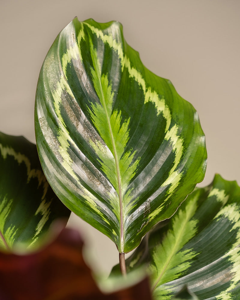 Eine Nahaufnahme eines leuchtend grünen Blattes der Calathea roseoptica aus dem Kinderfreundlichen Duo, das sein auffälliges buntes Muster zeigt. Das Blatt weist eine Mischung aus dunkel- und hellgrünen Bereichen mit einem welligen, fast federähnlichen Design auf. Die Ränder sind gewellt, was dem Gesamtbild Struktur verleiht.