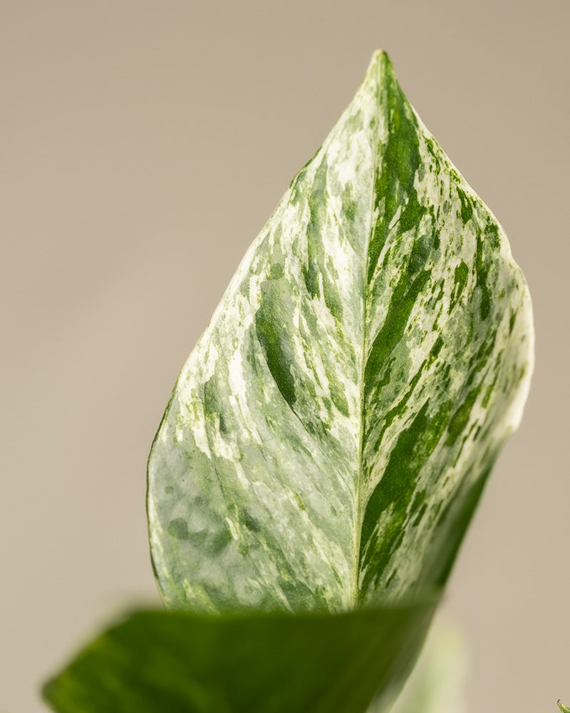 Nahaufnahme eines grün-weiß bunten Monstera-Blattes aus dem Me-Time-Bundle. Das Blatt weist eine markante Mittelader mit einer Mischung aus dunkelgrünen, hellgrünen und weißen Marmorierungsmustern auf. Der beige, unscharfe Hintergrund hebt die Textur und Farbe dieses exquisiten Zimmerpflanzen-Exemplars hervor.