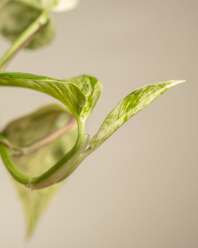 Nahaufnahme eines bunten Blattes der Monstera von Me-Time Bundle, einer ikonischen Zimmerpflanze, mit grünen und weißen Mustern. Der Stiel und die zusätzlichen Blätter sind im unscharfen Hintergrund vor einem neutralen beigen Hintergrund sichtbar. Diese gesunde und lebendige Pflanze zeigt hervorragende Pflanzenpflege.