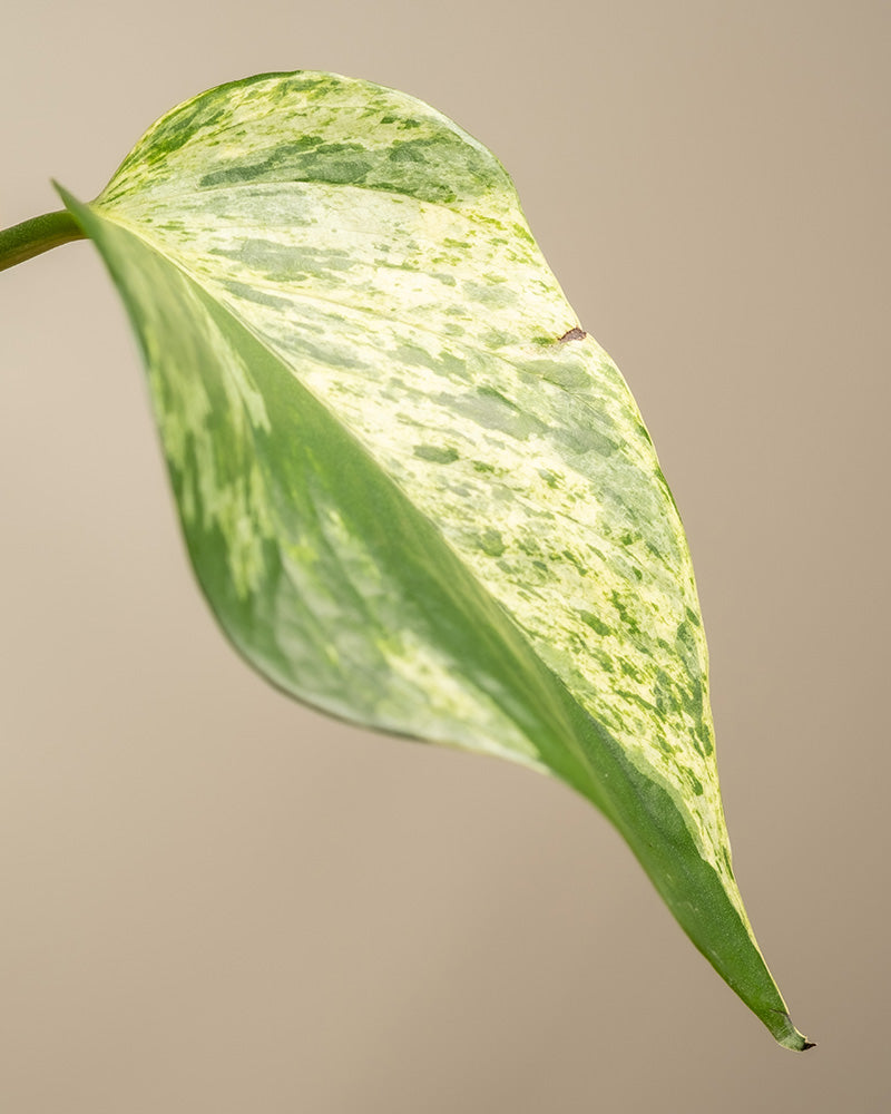 Nahaufnahme eines einzelnen grünen Blattes mit einem bunten Muster, das Schattierungen von Hell- und Dunkelgrün aufweist. Das Monstera-Blatt aus dem Me-Time-Bundle steht vor einem neutralen beigen Hintergrund. Die Spitze und die Ränder des Blattes sind sichtbar und zeigen seine Textur und sein kompliziertes Design, perfekt, um die Schönheit von Zimmerpflanzen zu würdigen.