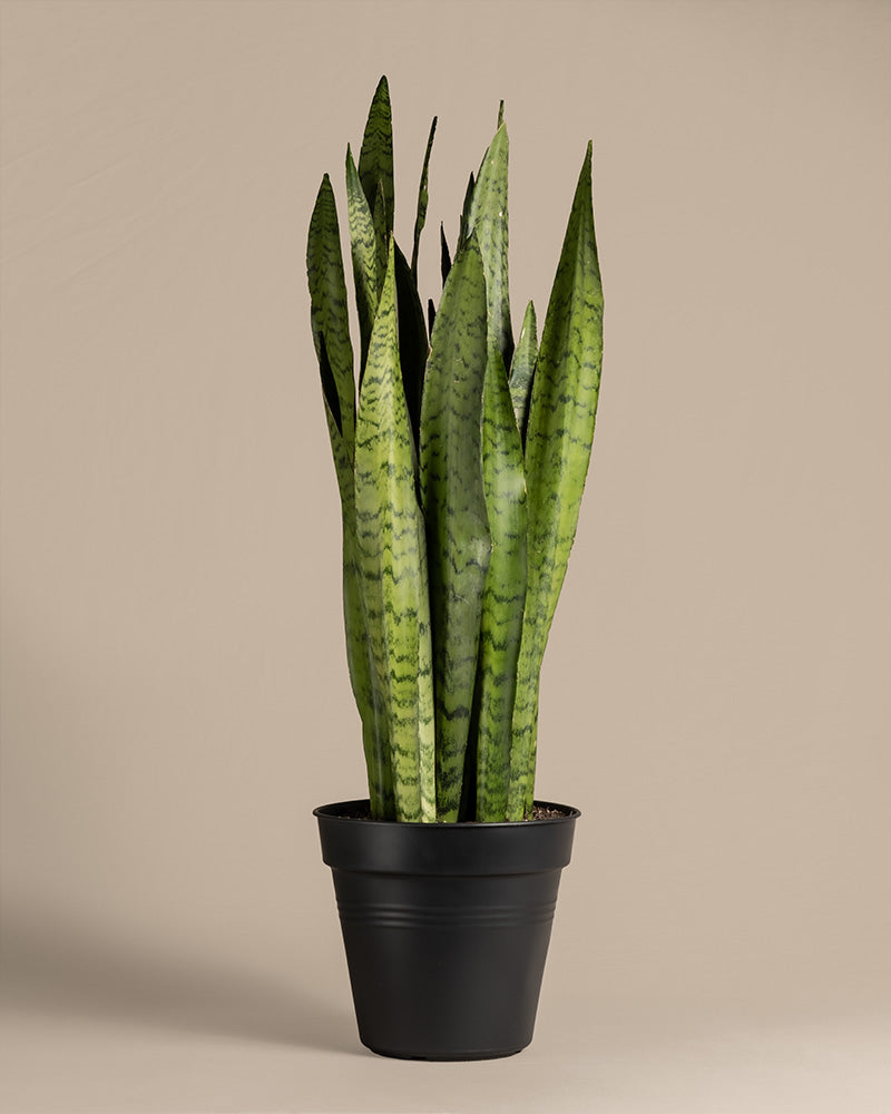 Eine große Grüne Schwiegermutterzunge (Sansevieria trifasciata) mit langen, aufrechten grünen Blättern mit dunkelgrünen horizontalen Streifen. Die Pflanze mit einer Pflanzenhöhe von 55 bis 65 cm ist in einem schlichten schwarzen Gefäß vor einem schlichten beigen Hintergrund gepflanzt. 