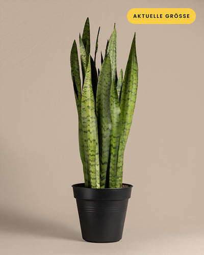 Eine große Grüne Schwiegermutterzunge (Sansevieria trifasciata) mit langen, aufrechten grünen Blättern mit dunkelgrünen horizontalen Streifen. Die Pflanze mit einer Pflanzenhöhe von 55 bis 65 cm ist in einem schlichten schwarzen Gefäß vor einem schlichten beigen Hintergrund gepflanzt. Auf einem gelben Etikett in der oberen rechten Ecke steht „Aktuelle Größe“.