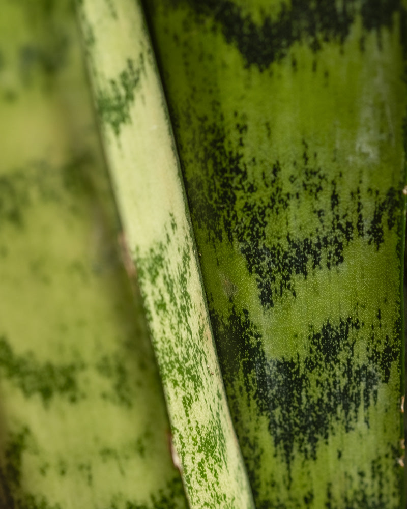 Nahaufnahme von drei Blättern der Großen Grünen Schwiegermutterzunge, auch Grüne Sansevieria genannt, mit ihren charakteristischen grün- und hellgrünen bunten Mustern. Die Texturen und gesprenkelten Muster verleihen den Blättern ein auffälliges, natürliches Aussehen. Ideale Pflanzenhöhe 55 bis 65 cm.