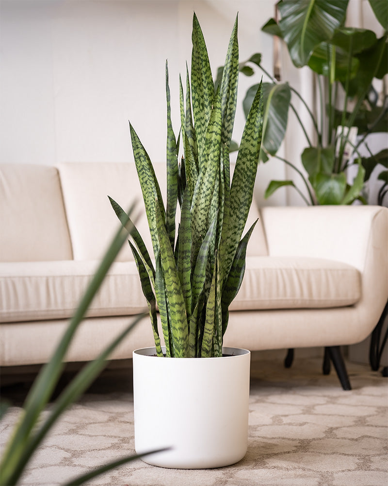 Eine Große Grüne Schwiegermutterzunge, auch Sansevieria trifasciata genannt, in einem weißen Keramiktopf steht in einem modernen Wohnzimmer mit hellbeigen Möbeln, im Hintergrund steht eine Couch. Der Raum ist mit weiteren Grünpflanzen ausgestattet, die eine frische und natürliche Atmosphäre schaffen.