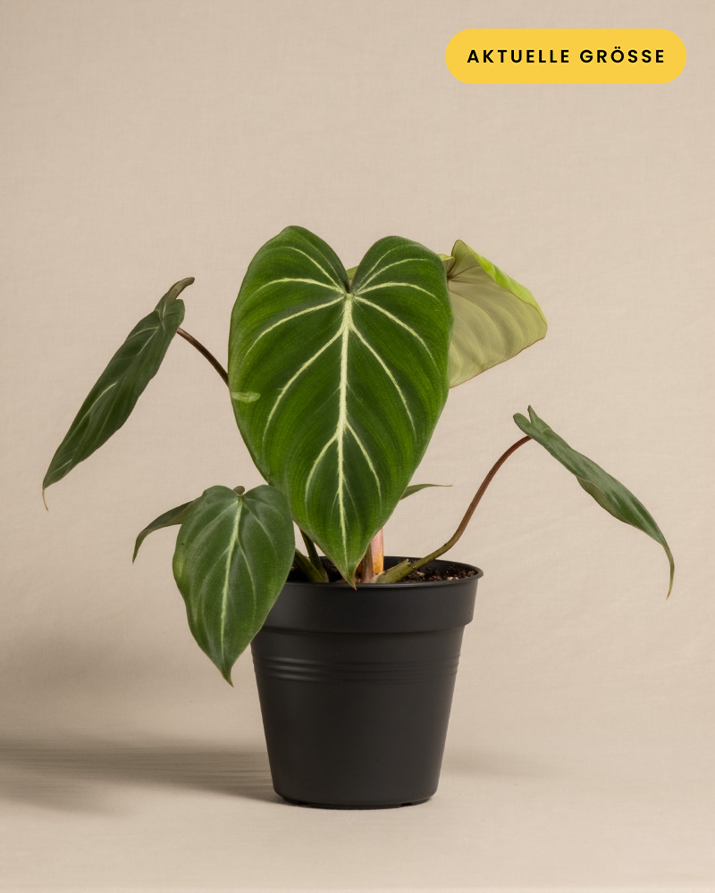 Philodendron gloriosum ohne Übertopf