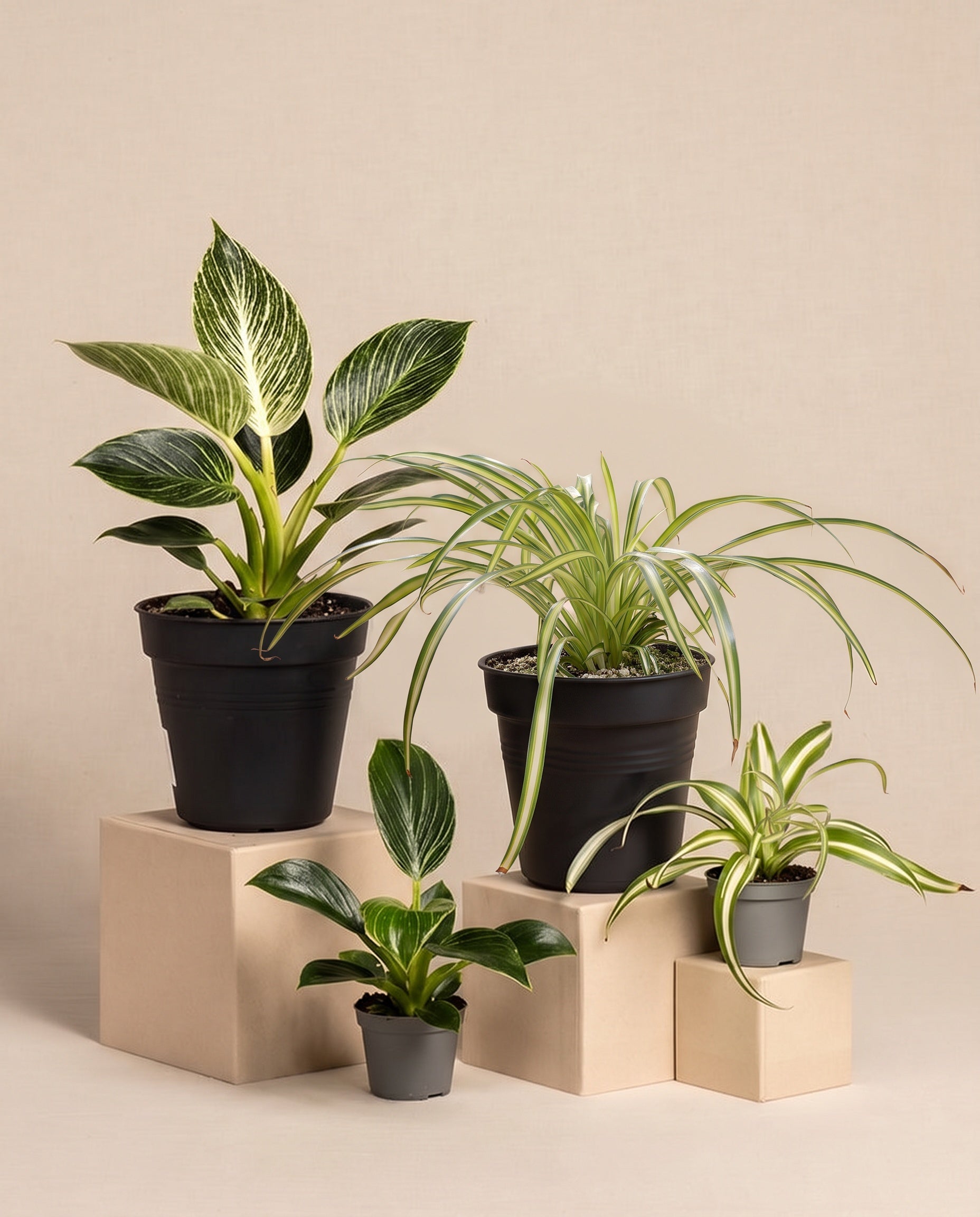 Auf beigefarbenen Podesten sind vier Topfpflanzen aus dem Familienzuwachs-Set zu sehen. Die Pflanzen, darunter eine Grünlilie und ein Philodendron birkin, sind unterschiedlich groß und haben grüne Blätter; zwei haben weiße, bunte Streifen.