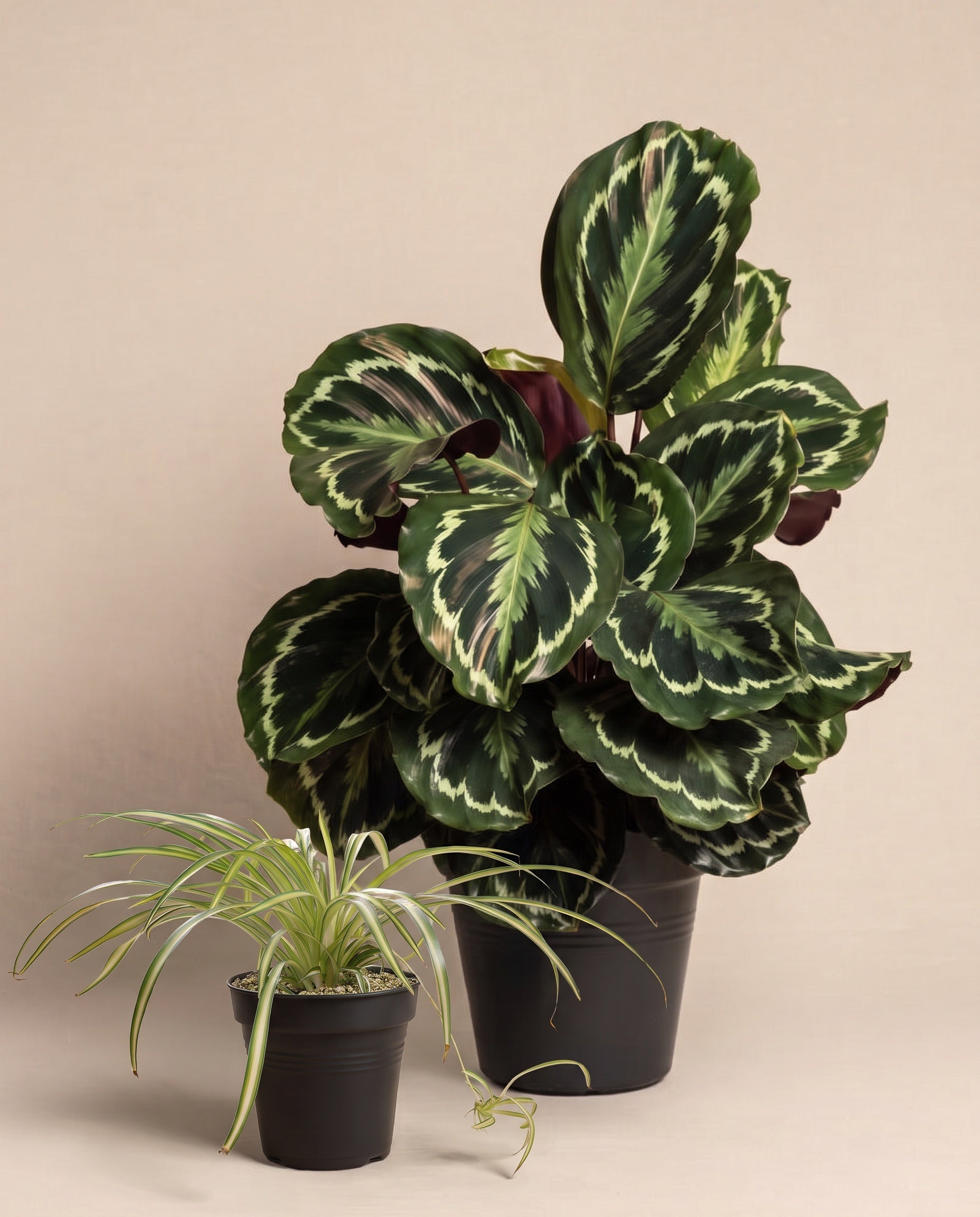 Das Kinderfreundliche Duo ohne Übertopf: eine grosse Calathea roseopicta und davor eine kleinere Grünlilie 'Atlantic' mit breiten cremeweissen Blattstreifen, beide in schwarzen Anzuchttöpfen vor beigem Hintergrund.