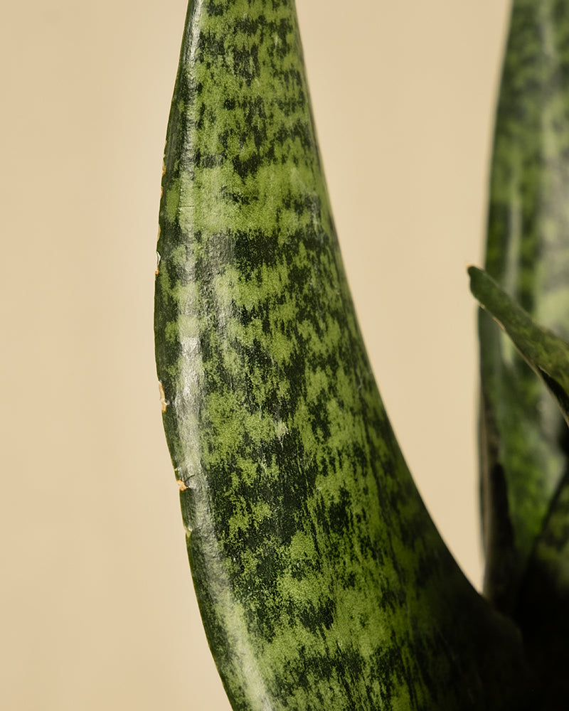 Details von Blättern der grünen Schwiegermutterzunge