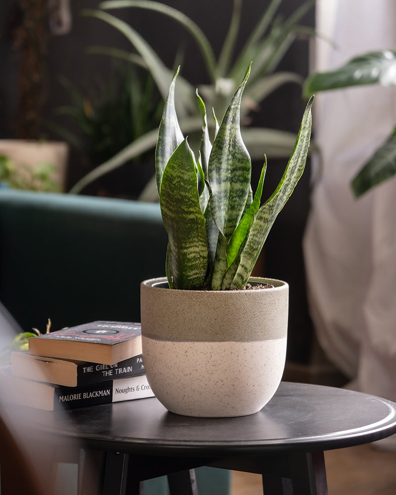 Grüne Schwiegermutterzunge auf dem Kaffeetisch im Wohnzimmer