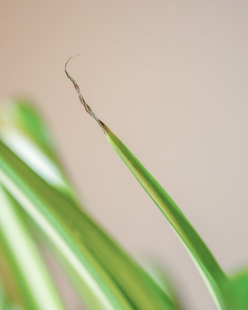 Nahaufnahme eines grünen Hydro-Grünlilieblattes mit trockener, brauner Spitze und scharfer Spitze. Der Hintergrund ist mit neutralen Tönen verschwommen und lenkt die Aufmerksamkeit auf das Blatt von Chlorophytum comosum 'Variegatum'.