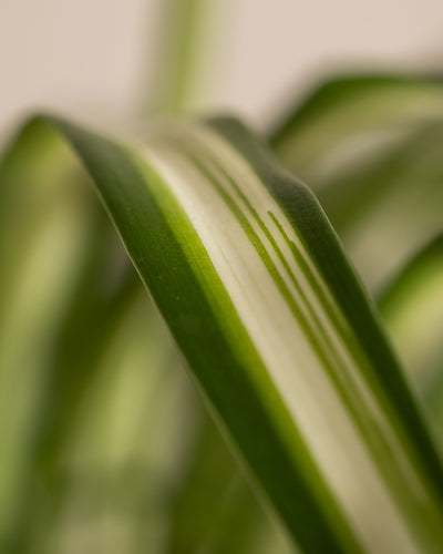 Grünlilie Detailaufnahme von Blättern