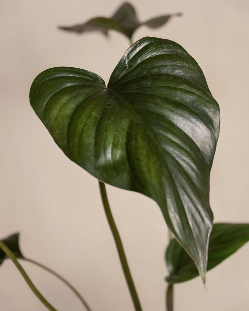 Homalomena rubescens 'Black'