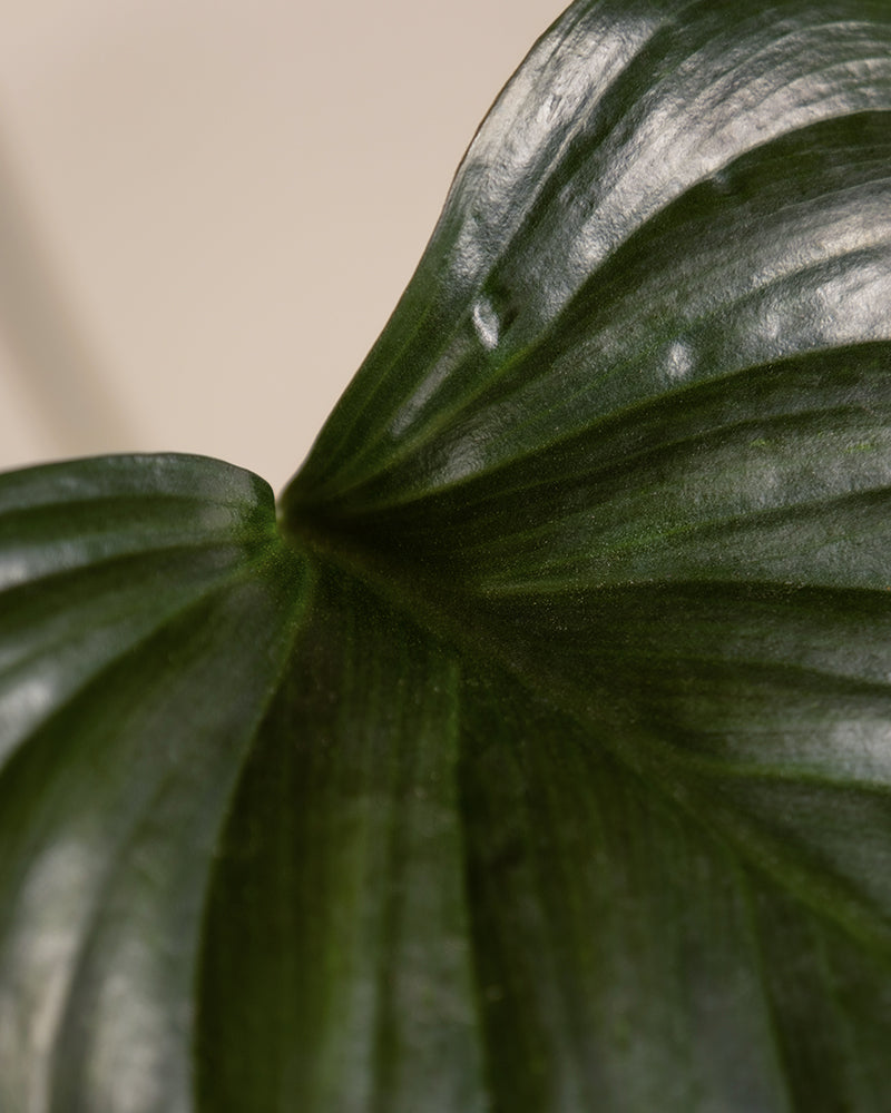 Homalomena rubescens 'Black'