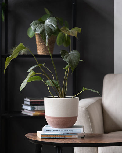 Eine eingetopfte Homalomena rubescens 'Black' mit großen, herzförmigen Blättern steht auf einem Stapel Bücher auf einem Holztisch neben einem beigen Sofa. Im Hintergrund hält ein schwarzes Metallregal weitere Bücher und einen geflochtenen Korb und trägt zur gemütlichen, modernen Einrichtung des Zimmers bei.